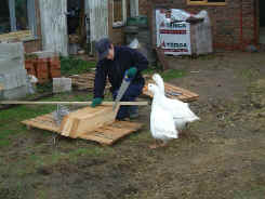 geese.JPG (88123 bytes)